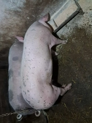 Vând porci rasă de carne pt tăiat