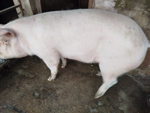 Porc de casa - imagine 2