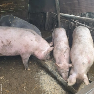 2 porci de vanzare  - imagine 2