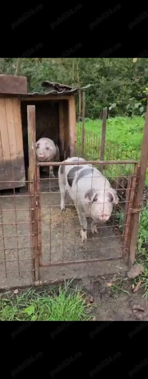 Porci pentru sacrificat de vanzare 