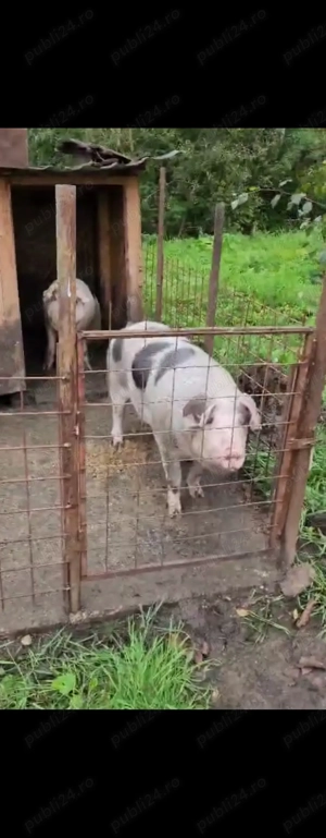 Porci pentru sacrificat de vanzare  - imagine 2