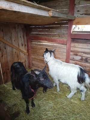 Vând doua capre tinere Carpatine gestante. 
