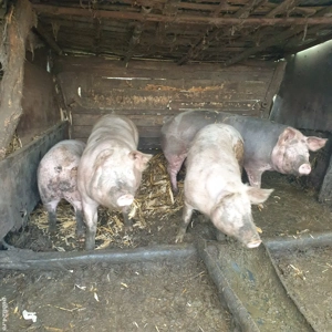 2 porci de vanzare 