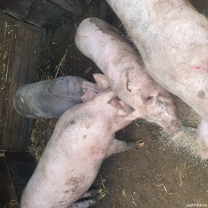 2 porci de vanzare  - imagine 4