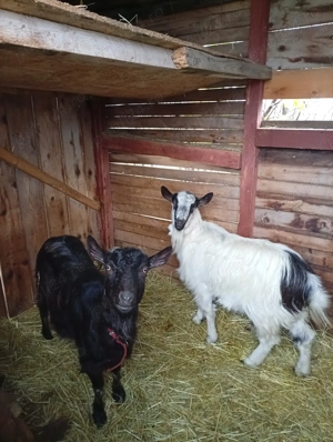 Vând doua capre tinere Carpatine gestante.  - imagine 2