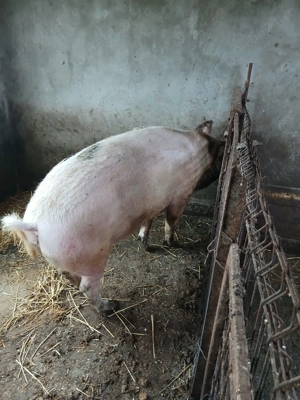 Vând porci-pret negociabil la fața locului  