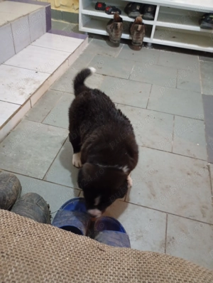 Ciobanesc corb - imagine 2