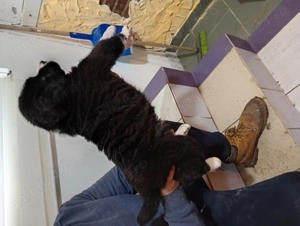 Ciobanesc corb - imagine 3