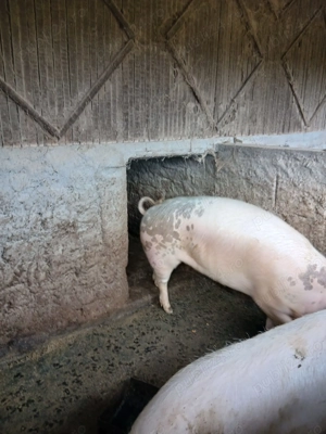 Porci de vanzare 15lei kg - imagine 4