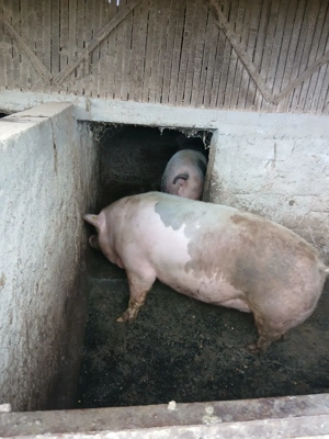 Porci de vanzare 15lei kg - imagine 5