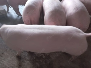 Vând porci 120-150 kg   - imagine 2