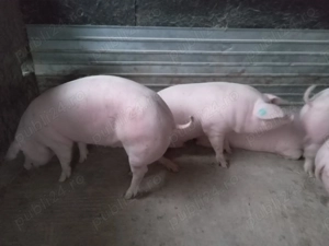 Vând porci 120-150 kg   - imagine 3