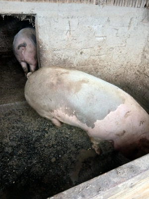 Vând porci-pret negociabil la fața locului   - imagine 5