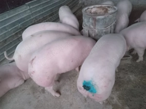 Vând porci 120-150 kg   - imagine 4