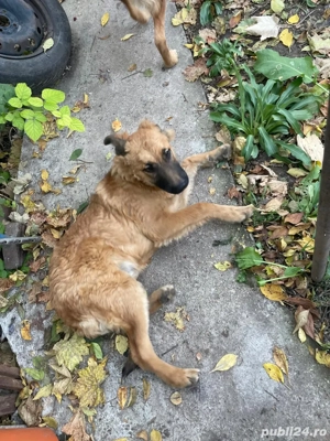 Donez cățea - Ciobănesc Belgian Malinois   6 luni  - imagine 2