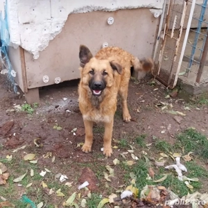 Donez cățea - Ciobănesc Belgian Malinois   6 luni 
