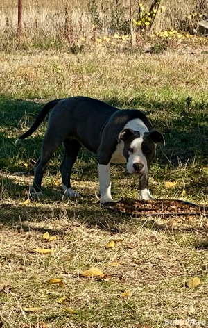 Amstaff blue  - imagine 3