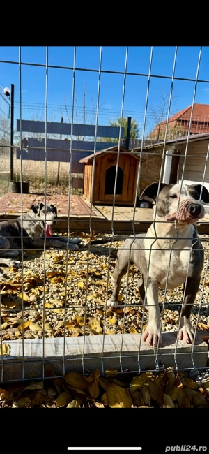 Amstaff blue  - imagine 4