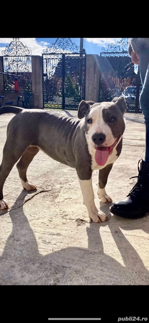 Amstaff blue  - imagine 2