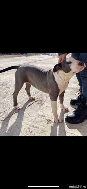 Amstaff blue  - imagine 5