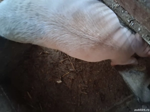 porci grași - imagine 3