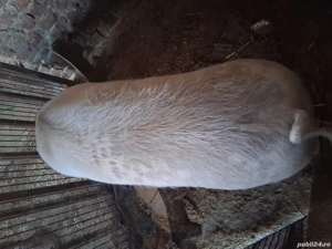 porci grași - imagine 2