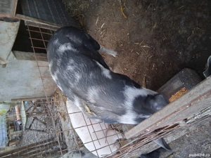 porci grași - imagine 4