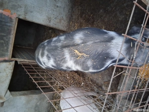 porci grași - imagine 5