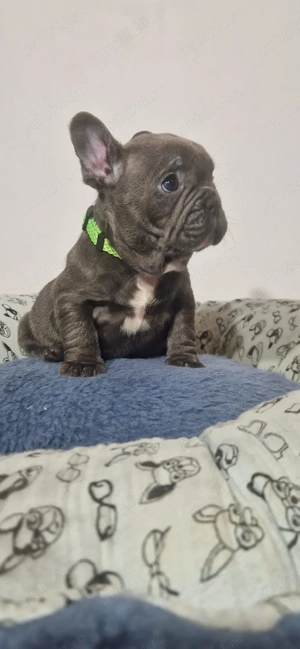 Baietel Bulldog Francez Blue - imagine 5