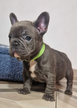 Baietel Bulldog Francez Blue - imagine 2