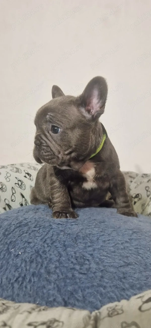 Baietel Bulldog Francez Blue