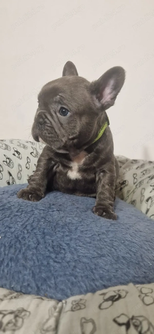Baietel Bulldog Francez Blue - imagine 3