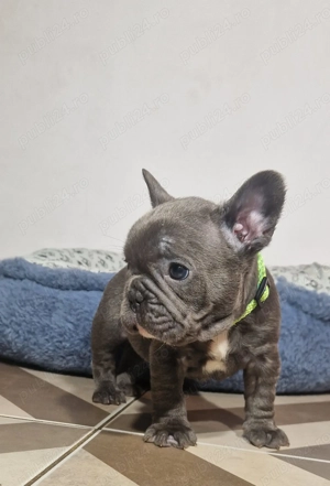 Baietel Bulldog Francez Blue - imagine 4