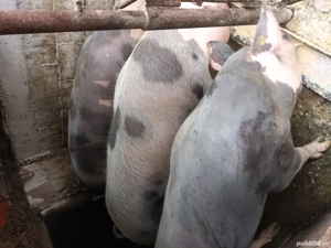 Grasuni de vanzare - imagine 2