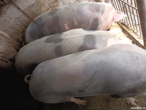 Grasuni de vanzare - imagine 4