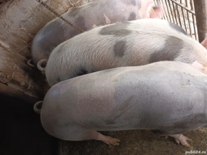 Grasuni de vanzare - imagine 3