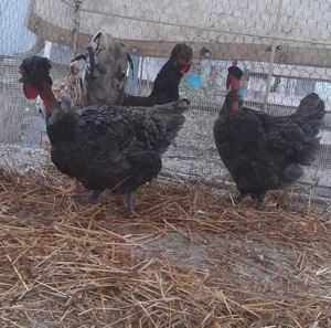 Oua de vânzare pentru incubat - imagine 3