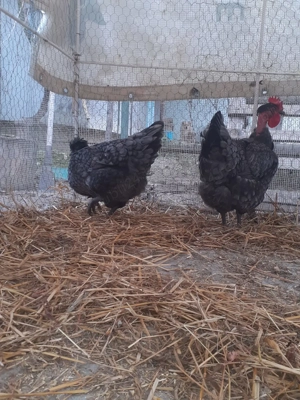 Oua de vânzare pentru incubat - imagine 2