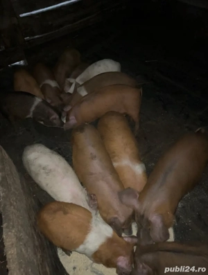 vand sau schimb cu porumb 