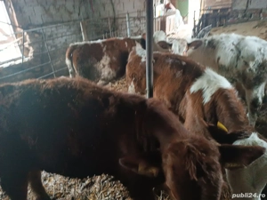 vind vitei  - imagine 3