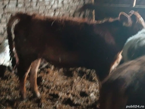 vind vitei  - imagine 2