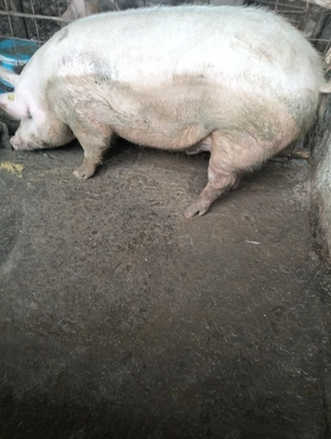 De vânzare porc landras cu marele alb. - imagine 2