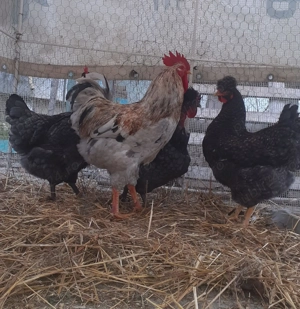 Oua de vânzare pentru incubat - imagine 4