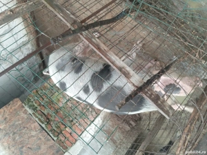 vând purcea  - imagine 2