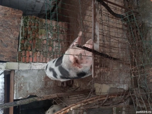 vând purcea  - imagine 3