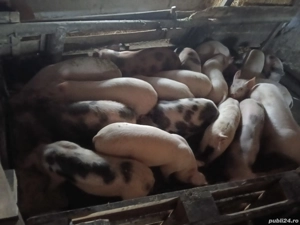 Purcei de vânzare - imagine 3