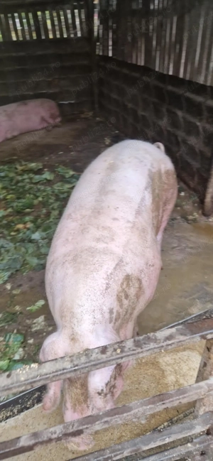 Vând porci pentru Craciun