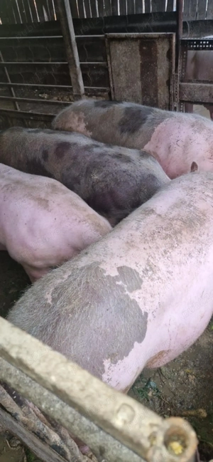 Vând porci pentru Craciun - imagine 2