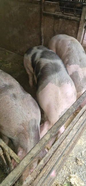 Vând porci pentru Craciun - imagine 3