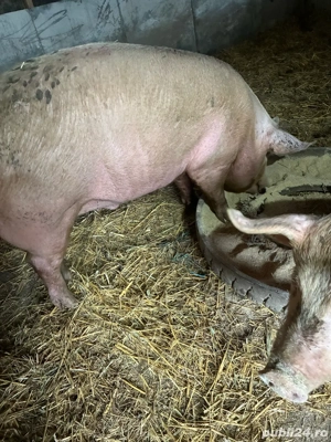 Porci de carne 100-200 kg